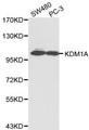 KDM1A / LSD1 Antibody - Western blot of M1A pAb in extracts from SW480 and PC-3 cells.