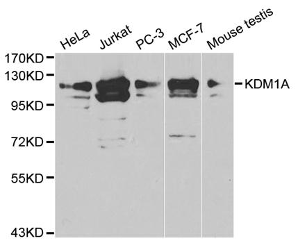KDM1A / LSD1 Antibody - Western blot analysis of extracts of various cell lysates.