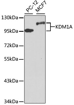 KDM1A / LSD1 Antibody - Western blot analysis of extracts of various cell lines, using KDM1A antibody at 1:1000 dilution. The secondary antibody used was an HRP Goat Anti-Rabbit IgG (H+L) at 1:10000 dilution. Lysates were loaded 25ug per lane and 3% nonfat dry milk in TBST was used for blocking. An ECL Kit was used for detection.