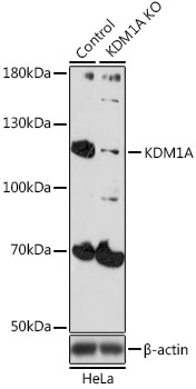 KDM1A / LSD1 Antibody - Western blot analysis of extracts from normal (control) and KDM1A knockout (KO) HeLa cells, using KDM1A antibodyat 1:500 dilution. The secondary antibody used was an HRP Goat Anti-Rabbit IgG (H+L) at 1:10000 dilution. Lysates were loaded 25ug per lane and 3% nonfat dry milk in TBST was used for blocking. An ECL Kit was used for detection and the exposure time was 90s.