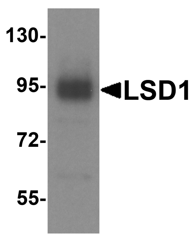 KDM1A / LSD1 Antibody - Western blot analysis of LSD1 in A549 cell lysate with LSD1 antibody at 1 ug/ml.