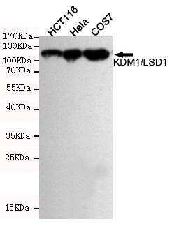 KDM1A / LSD1 Antibody - Western blot detection of KDM1/LSD1 in HeLa, HCT116 and COS7 cell lysates using KDM1/LSD1 mouse monoclonal antibody (1:1000 dilution). Predicted band size: 110KDa. Observed band size:110KDa.