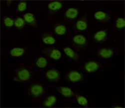 KDM1A / LSD1 Antibody - Immunocytochemistry staining of HeLa cells fixed with 4% Paraformaldehyde and using anti-KDM1/LSD1 mouse monoclonal antibody (dilution 1:100).