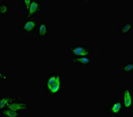KDM1A / LSD1 Antibody - Immunofluorescent analysis of Hela cells diluted at 1:100 and Alexa Fluor 488-congugated AffiniPure Goat Anti-Rabbit IgG(H+L)
