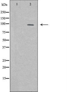KDM1A / LSD1 Antibody - Western blot analysis of extracts of PC-12 lysate using KDM1A antibody. The lane on the left is treated with the antigen-specific peptide.