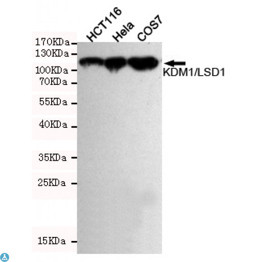 KDM1A / LSD1 Antibody - Western blot detection of KDM1/LSD1 in Hela, HCT116 and COS7 cell lysates using KDM1/LSD1 mouse mAb (1:1000 diluted). Predicted band size: 110KDa. Observed band size: 110KDa.