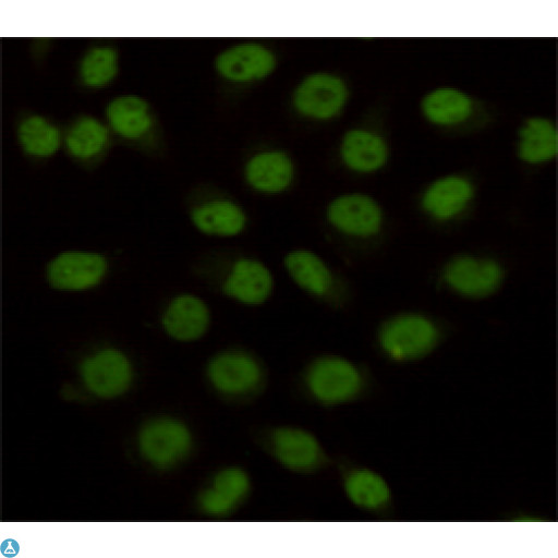 KDM1A / LSD1 Antibody - Immunocytochemistry staining of HeLa cells fixed with 4% Paraformaldehyde and using anti-KDM1/LSD1 mouse mAb (dilution 1:100).