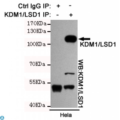 KDM1A / LSD1 Antibody - Immunoprecipitation analysis of Hela cell lysates using KDM1/LSD1 mouse mAb.