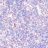 KDM1A / LSD1 Antibody - Immunohistochemistry of paraffin-embedded Rat spleen using KDM1 Polyclonal Antibody at dilution of 1:100 (40x lens).