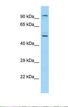 KDM1B Antibody - Western blot of Human A549. KDM1B antibody dilution 1.0 ug/ml.  This image was taken for the unconjugated form of this product. Other forms have not been tested.