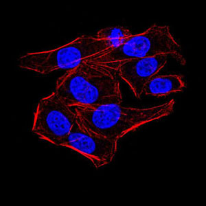 KDM1B Antibody - Immunofluorescence analysis of HeLa cells using AOF1 mouse mAb. Blue: DRAQ5 fluorescent DNA dye. Red: Actin filaments have been labeled with Alexa Fluor- 555 phalloidin.