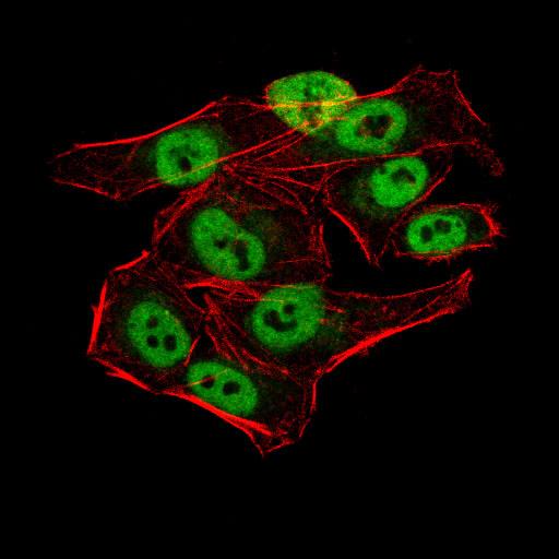 KDM1B Antibody - Immunofluorescence analysis of HeLa cells using AOF1 mouse mAb (green). Blue: DRAQ5 fluorescent DNA dye. Red: Actin filaments have been labeled with Alexa Fluor- 555 phalloidin. Secondary antibody from Fisher