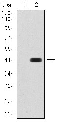 KDM1B Antibody - Western blot analysis using AOF1 mAb against HEK293 (1) and AOF1 (AA: 6-129)-hIgGFc transfected HEK293 (2) cell lysate.