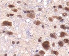 KDM3A / JMJD1A Antibody - JHDM2A Antibody - IHC of JMJD1A in paraffin embedded mouse brain.  This image was taken for the unconjugated form of this product. Other forms have not been tested.