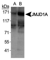 KDM3A / JMJD1A Antibody - JHDM2A Antibody - Western blot of JMJD1A in A. HeLa nuclear extracts B. COS7 cobalt chloride treated nuclear lysates.  This image was taken for the unconjugated form of this product. Other forms have not been tested.