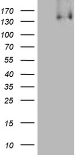 KDM3A / JMJD1A Antibody - HEK293T cells were transfected with the pCMV6-ENTRY control. (Left lane) or pCMV6-ENTRY KDM3A. (Right lane) cDNA for 48 hrs and lysed