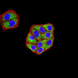 KDM3A / JMJD1A Antibody - Immunofluorescence analysis of Hela cells using KDM3A mouse mAb (green). Blue: DRAQ5 fluorescent DNA dye. Red: Actin filaments have been labeled with Alexa Fluor- 555 phalloidin. Secondary antibody from Fisher