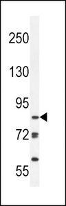 KDM3B / JMJD1B Antibody - JHDM2b Antibody western blot of Ramos cell line lysates (35 ug/lane). The JHDM2b antibody detected the JHDM2b protein (arrow).