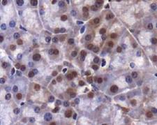 KDM4A / JHDM3A / JMJD2A Antibody - JMJD2A Antibody - IHC of JMJD2A in paraffin embedded mouse pancreas.  This image was taken for the unconjugated form of this product. Other forms have not been tested.