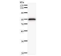 KDM4A / JHDM3A / JMJD2A Antibody - Western blot analysis of immunized recombinant protein, using anti-JMJD2A monoclonal antibody.