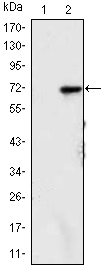 KDM4A / JHDM3A / JMJD2A Antibody - Western blot using KDM4A monoclonal antibody against HEK293 (1) and KDM4A(AA: 500-705)-hIgGFc transfected HEK293 (2) cell lysate.