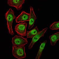KDM4A / JHDM3A / JMJD2A Antibody - Immunofluorescence of NTERA-2 cells using KDM4A mouse monoclonal antibody (green). Red: Actin filaments have been labeled with Alexa Fluor-555 phalloidin.