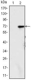 KDM4A / JHDM3A / JMJD2A Antibody - JMJD2A Antibody in Western Blot (WB)