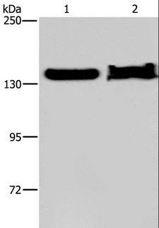 KDM4A / JHDM3A / JMJD2A Antibody - Western blot analysis of NIH/3T3 cell and mouse liver tissue, using KDM4A Polyclonal Antibody at dilution of 1:650.