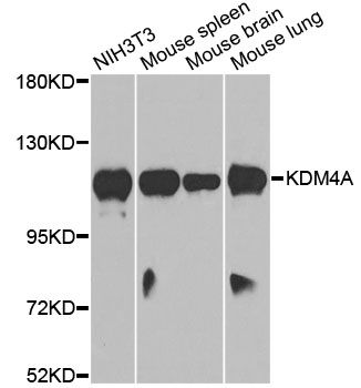 KDM4A / JHDM3A / JMJD2A Antibody - Western blot analysis of extracts of various cell lines, using KDM4A antibody at 1:1000 dilution. The secondary antibody used was an HRP Goat Anti-Rabbit IgG (H+L) at 1:10000 dilution. Lysates were loaded 25ug per lane and 3% nonfat dry milk in TBST was used for blocking. An ECL Kit was used for detection and the exposure time was 90s.