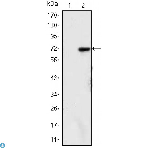 KDM4A / JHDM3A / JMJD2A Antibody - Western Blot (WB) analysis using JMJD2A Monoclonal Antibody against HEK293 (1) and JMJD2A-hIgGFc transfected HEK293 (2) cell lysate.