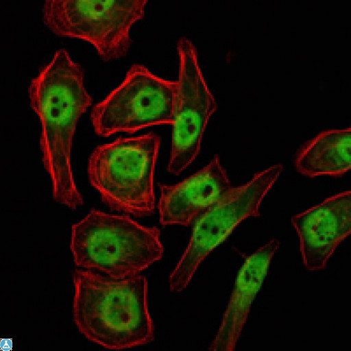 KDM4A / JHDM3A / JMJD2A Antibody - Immunofluorescence (IF) analysis of NTERA-2 cells using JMJD2A Monoclonal Antibody (green). Red: Actin filaments have been labeled with Alexa Fluor-555 phalloidin.