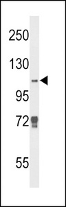 KDM4B / JMJD2B Antibody - Western blot of JMJD2B Antibody in K562 cell line lysates (35 ug/lane). JMJD2B (arrow) was detected using the purified antibody.