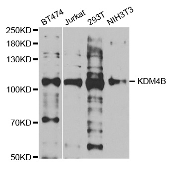 KDM4B / JMJD2B Antibody - Western blot analysis of extracts of various cell lines.
