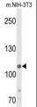 KDM4B / JMJD2B Antibody - Western blot of JMJD2B-T305 in NIH-3T3 cell line lysates (35 ug/lane). JMJD2B (arrow) was detected using the purified antibody.