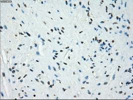 KDM4C / JMJD2C Antibody - IHC of paraffin-embedded prostate tissue using anti-KDM4C mouse monoclonal antibody. (Dilution 1:50).