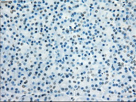 KDM4C / JMJD2C Antibody - IHC of paraffin-embedded pancreas tissue using anti-KDM4C mouse monoclonal antibody. (Dilution 1:50).