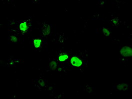 KDM4C / JMJD2C Antibody - Anti-KDM4C mouse monoclonal antibody  immunofluorescent staining of COS7 cells transiently transfected by pCMV6-ENTRY KDM4C.