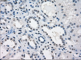 KDM4C / JMJD2C Antibody - IHC of paraffin-embedded Kidney tissue using anti-KDM4C mouse monoclonal antibody. (Dilution 1:50).