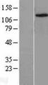 KDM4C / JMJD2C Protein - Western validation with an anti-DDK antibody * L: Control HEK293 lysate R: Over-expression lysate