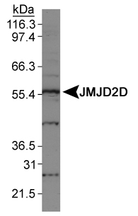 KDM4D / JMJD2D Antibody - Detection of JMJD2D in HeLa nuclear extracts.  This image was taken for the unconjugated form of this product. Other forms have not been tested.