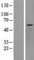 KDM4D / JMJD2D Protein - Western validation with an anti-DDK antibody * L: Control HEK293 lysate R: Over-expression lysate