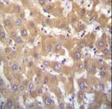 KDM5A / JARID1A Antibody - JARID1A Antibody immunohistochemistry of formalin-fixed and paraffin-embedded human liver tissue followed by peroxidase-conjugated secondary antibody and DAB staining.