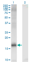 KDM5A / JARID1A Antibody - Western Blot analysis of JARID1A expression in transfected 293T cell line by JARID1A monoclonal antibody (M03), clone 1H2.Lane 1: JARID1A transfected lysate (Predicted MW: 11.11 KDa).Lane 2: Non-transfected lysate.