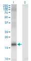 KDM5A / JARID1A Antibody - Western Blot analysis of JARID1A expression in transfected 293T cell line by JARID1A monoclonal antibody (M03), clone 1H2.Lane 1: JARID1A transfected lysate (Predicted MW: 11.11 KDa).Lane 2: Non-transfected lysate.
