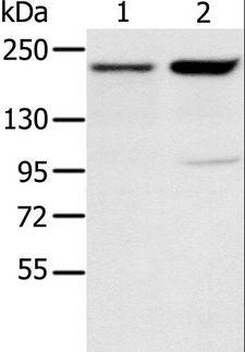 KDM5A / JARID1A Antibody - Western blot analysis of 231 and HeLa cell, using KDM5A Polyclonal Antibody at dilution of 1:200.
