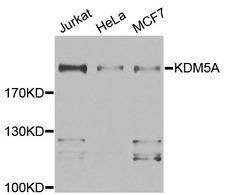 KDM5A / JARID1A Antibody - Western blot analysis of extracts of various cell lines.