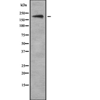 KDM5A / JARID1A Antibody - Western blot analysis of KDM5A using LOVO cells whole cells lysates