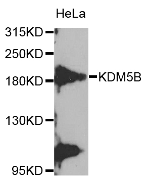 KDM5B / JARID1B Antibody - Western blot analysis of extracts of HeLa cells.