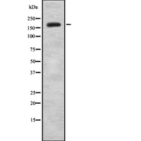 KDM5B / JARID1B Antibody - Western blot analysis of JAD1B expression in HEK293 cells. The lane on the left is treated with the antigen-specific peptide.