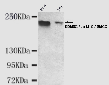 KDM5C / Jarid1C / SMCX Antibody - Western blot detection of KDM5C / Jarid1C / SMCX in HeLa and 293 cell lysates using KDM5C / Jarid1C / SMCX mouse monoclonal antibody (1:1000 dilution). Predicted band size: 176KDa. Observed band size: 220KDa.